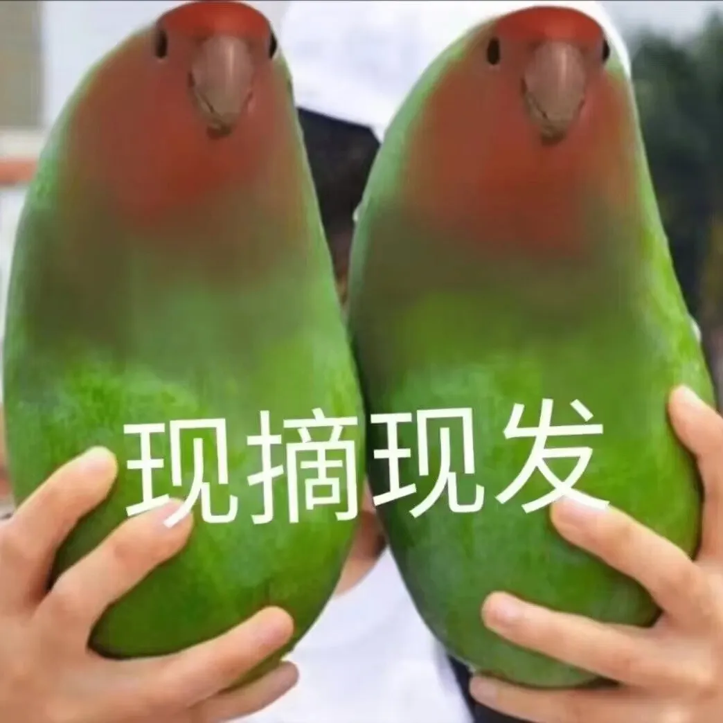 楠子