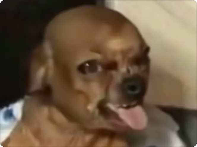 ntl之王