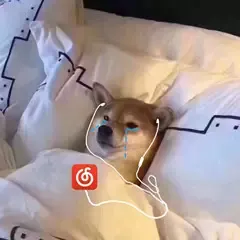 豹豹猫猫