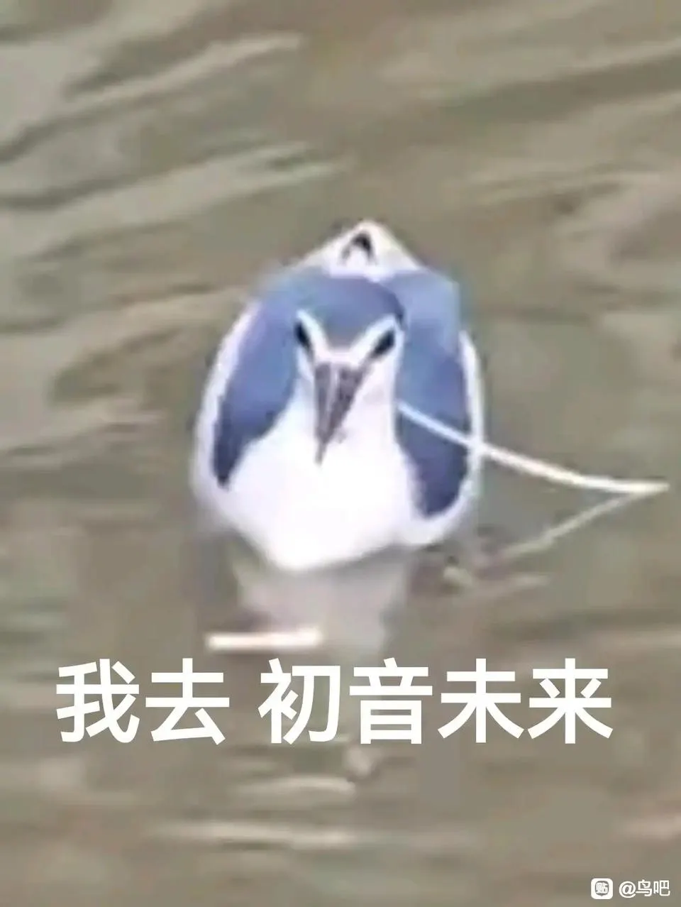 NEMO