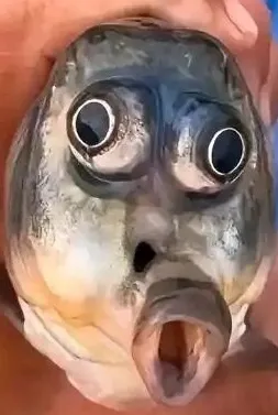 LLL