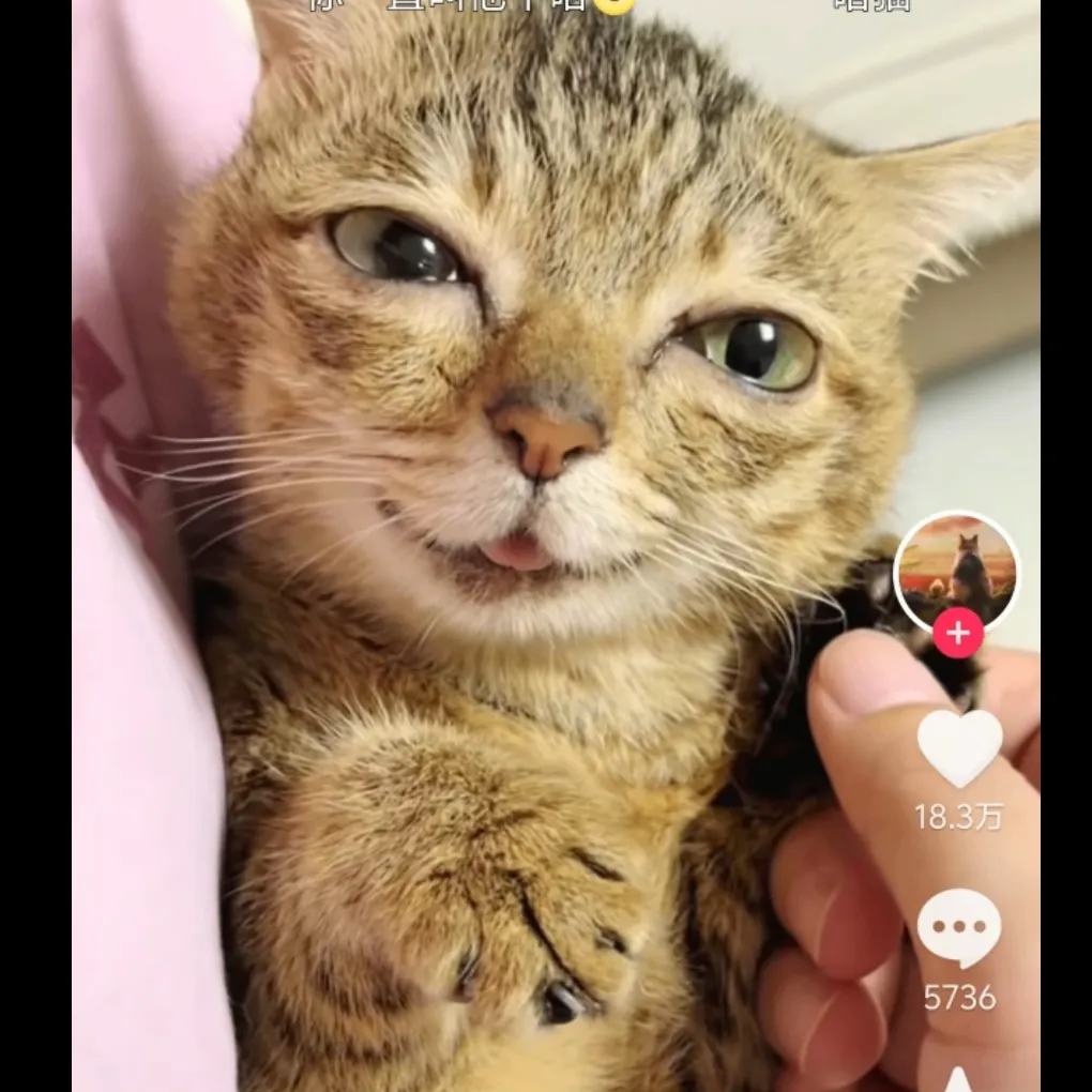 大猫咪