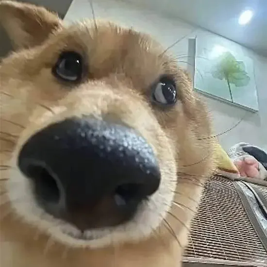 白玉雪