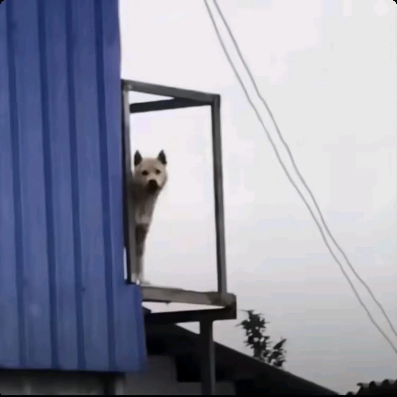 咕咕嘎嘎