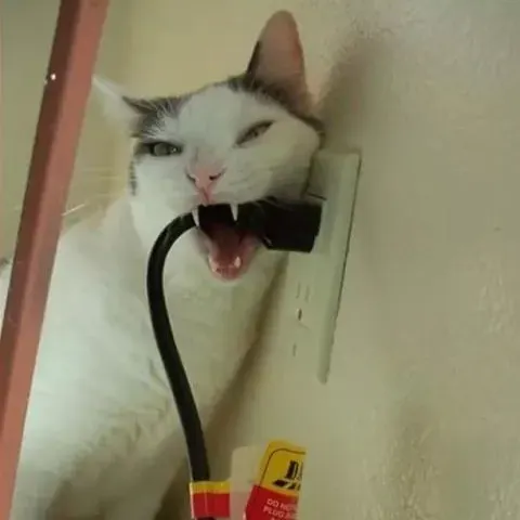 阿拉瓜神丁
