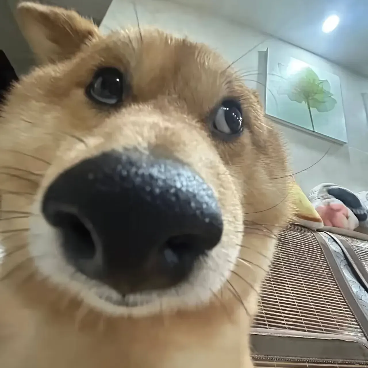 曜