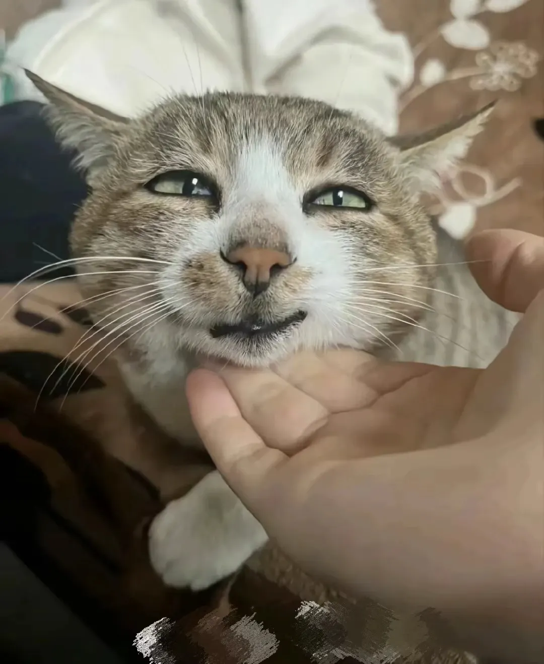 烁霖