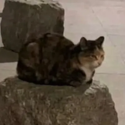 绯月