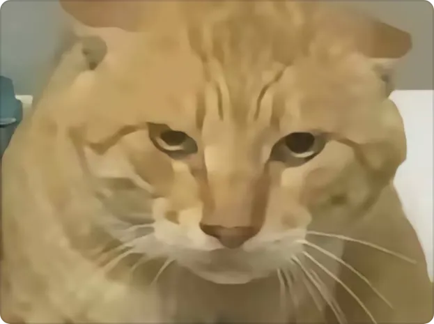 ffgv